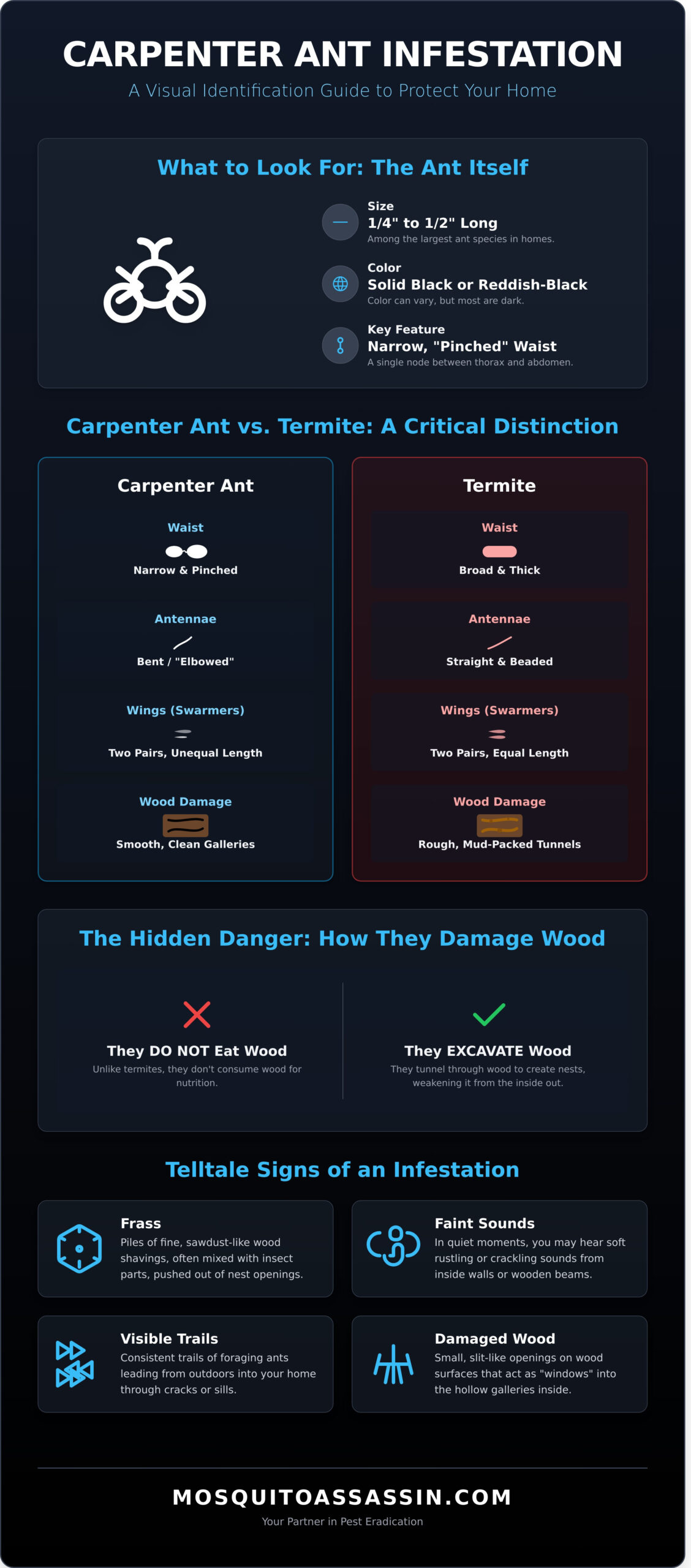 Carpenter Ant Removal: The Ultimate Guide to Protecting Your Home