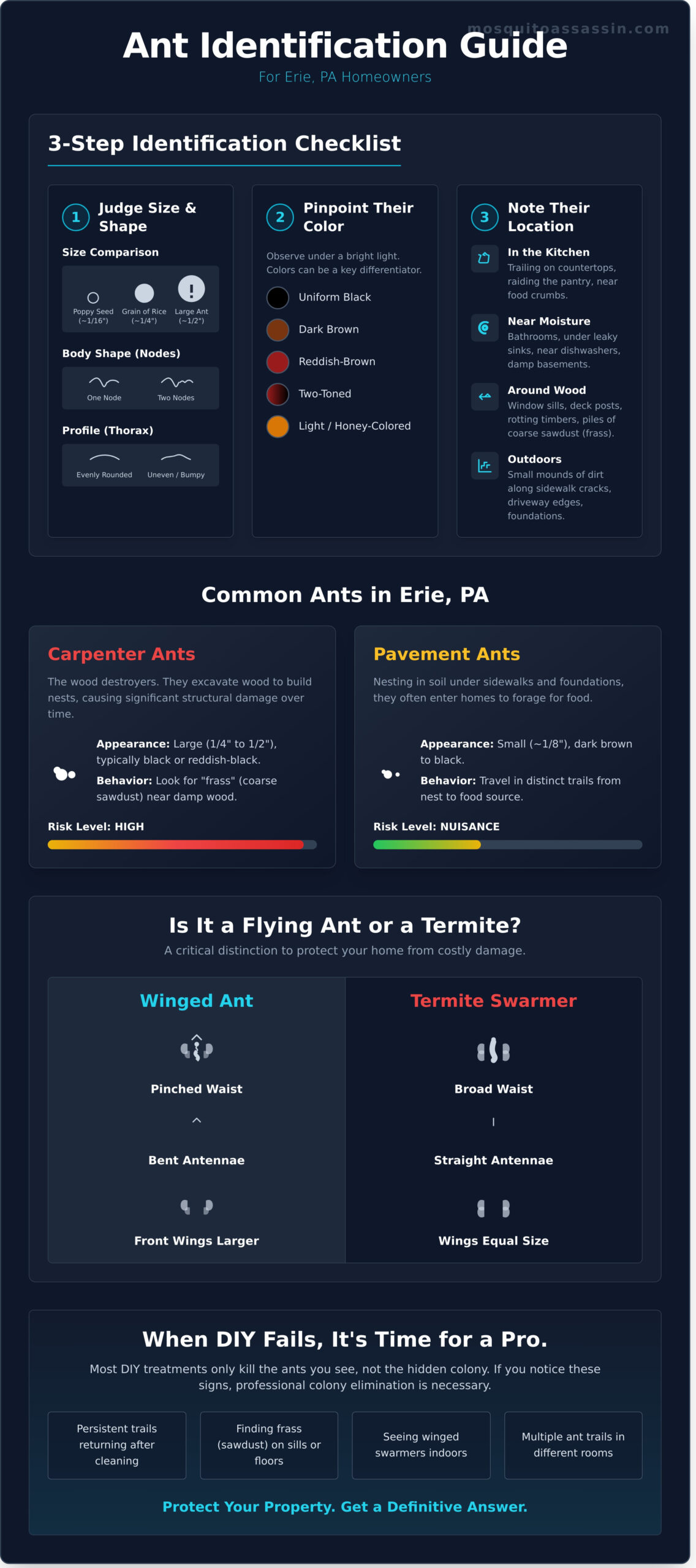 How to Identify Ants in Erie, PA: A Homeowner’s Guide