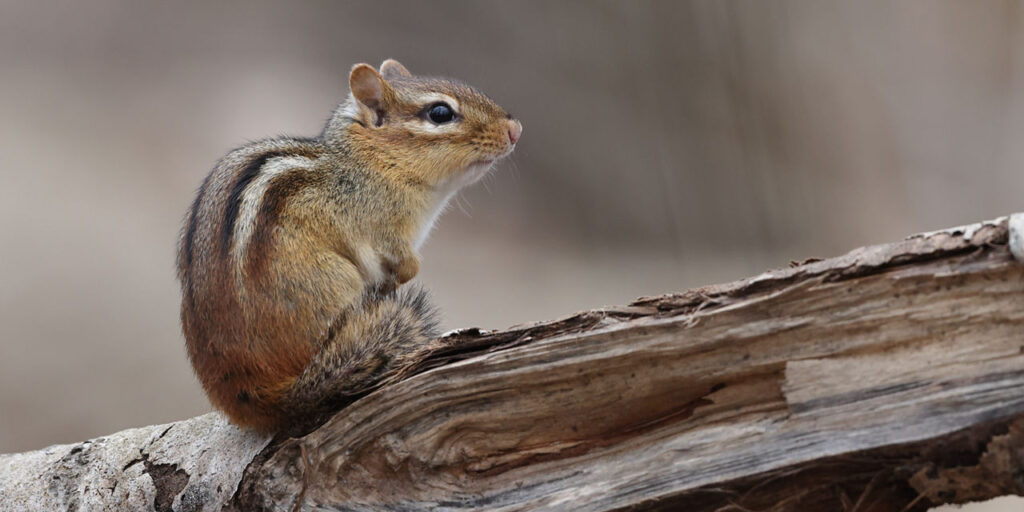 chipmunk sitting on a log with black and white stripes