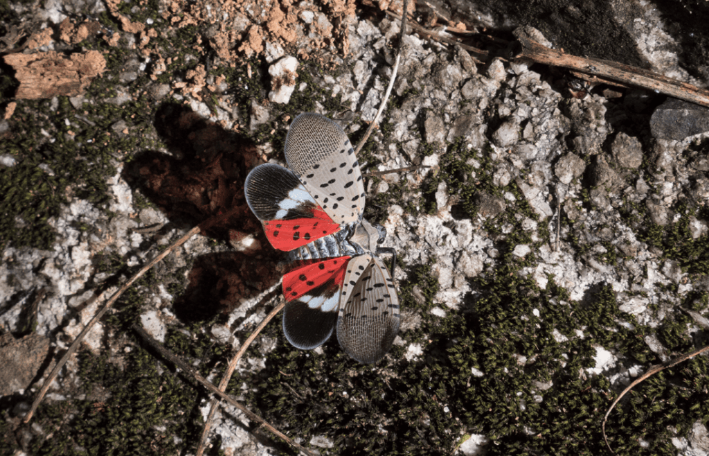 spotted Lanternfly with wings spread out on a mossy rock