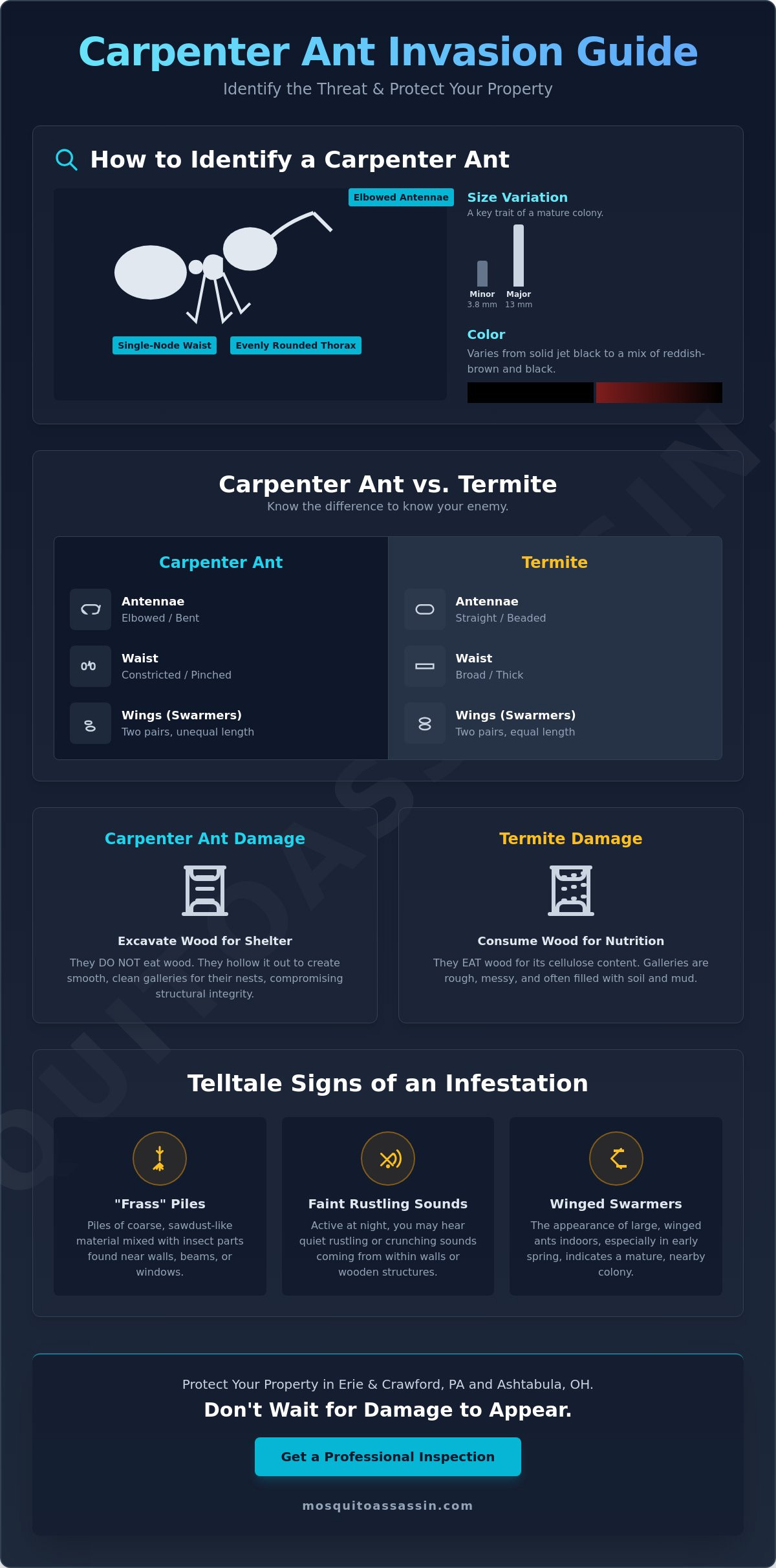 Professional Carpenter Ant Treatment: Identification, Behavior, and Control