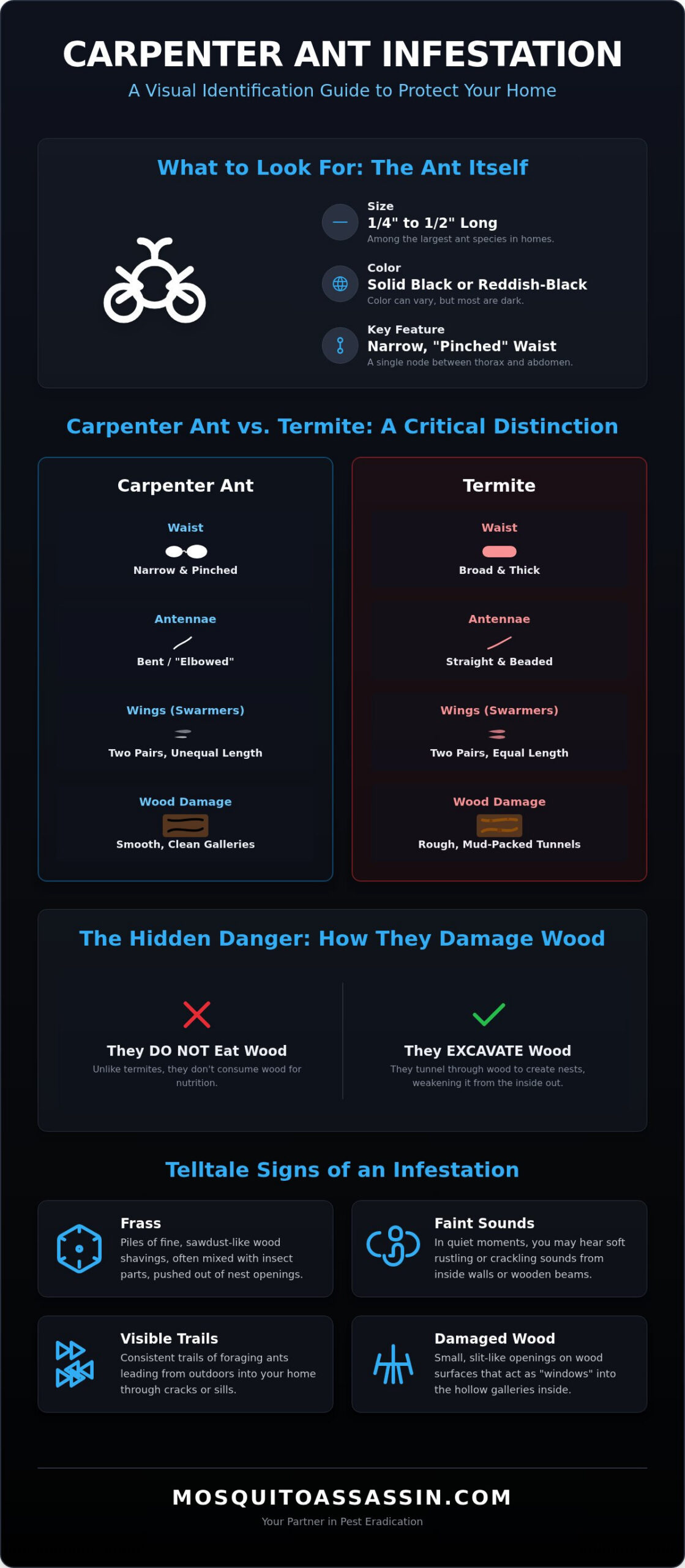 Carpenter Ant Removal: The Ultimate Guide to Protecting Your Home