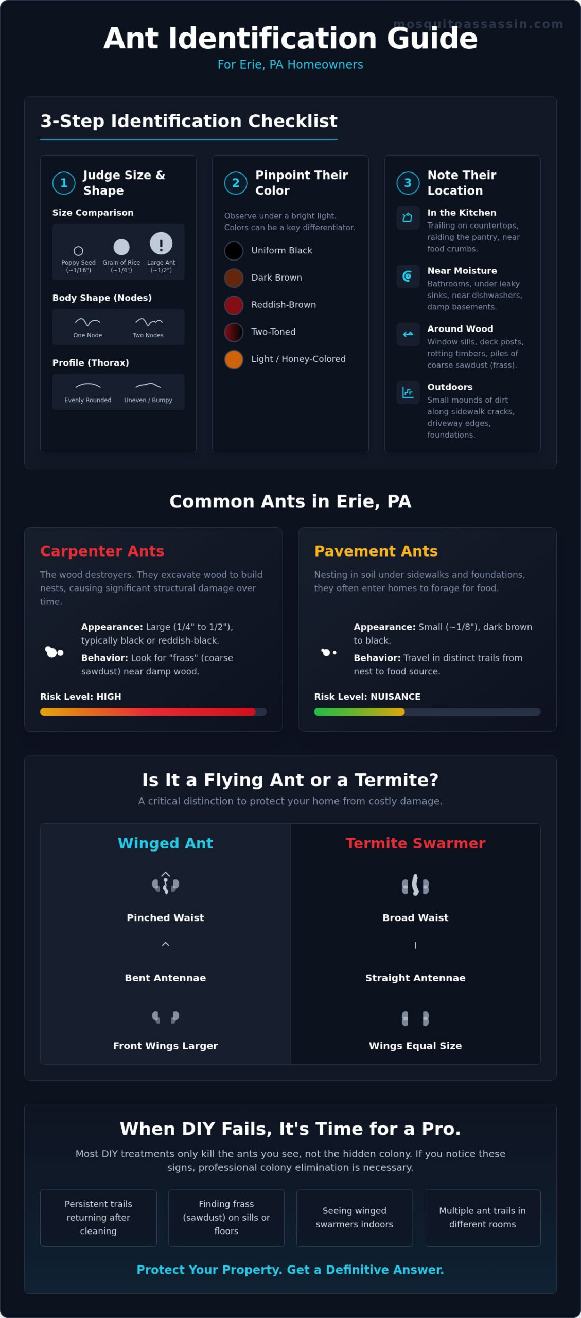 How to Identify Ants in Erie, PA: A Homeowner's Guide